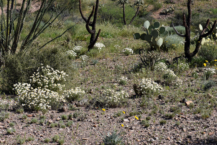 Melampodium leucanthum, Plains Blackfoot Daisy